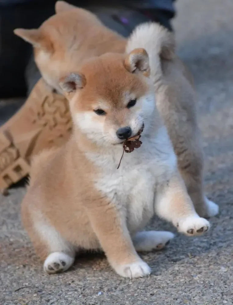 shiba-elevage