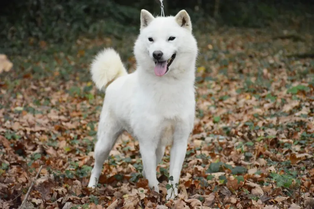 Hokkaido-à-Mauron-37webp