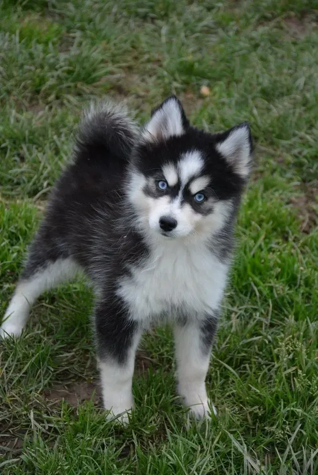pomsky-chiot