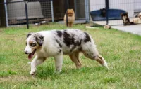 berger-australien-profil