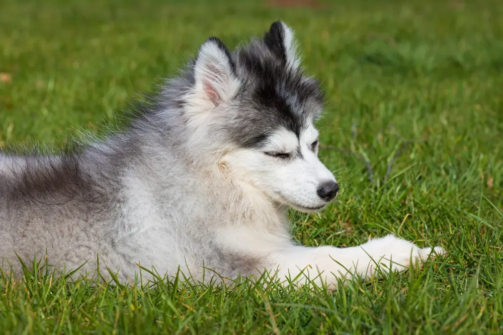 Celtik pomsky à Mauron